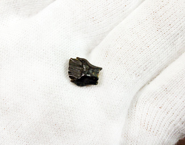 ディーラーを悩ませる歯化石、希少な希少なアンキロサウルスの歯化石(Ankylosaurus)(その3)
