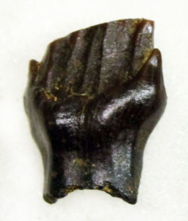 ディーラーを悩ませる歯化石、希少な希少なアンキロサウルスの歯化石(Ankylosaurus)(その4)