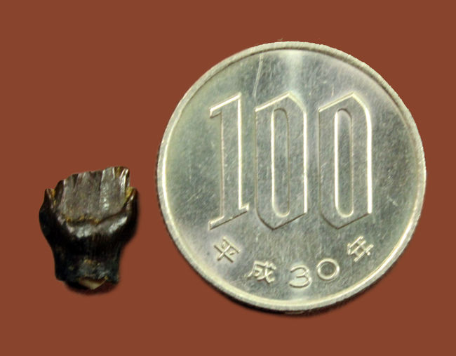 ディーラーを悩ませる歯化石、希少な希少なアンキロサウルスの歯化石(Ankylosaurus)(その5)