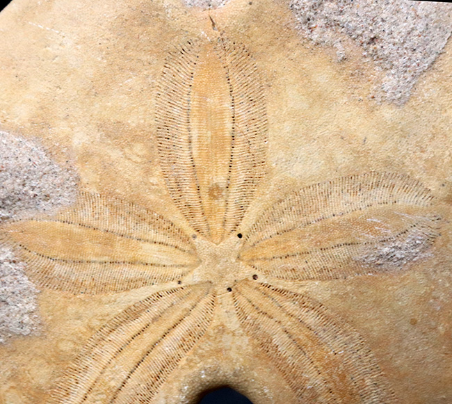 １０センチ近い、まさに”グランディス”な標本、中南米メキシコ産の巨大ウニ、エンコープ・グランディス（Encope grandis）の化石（その4）