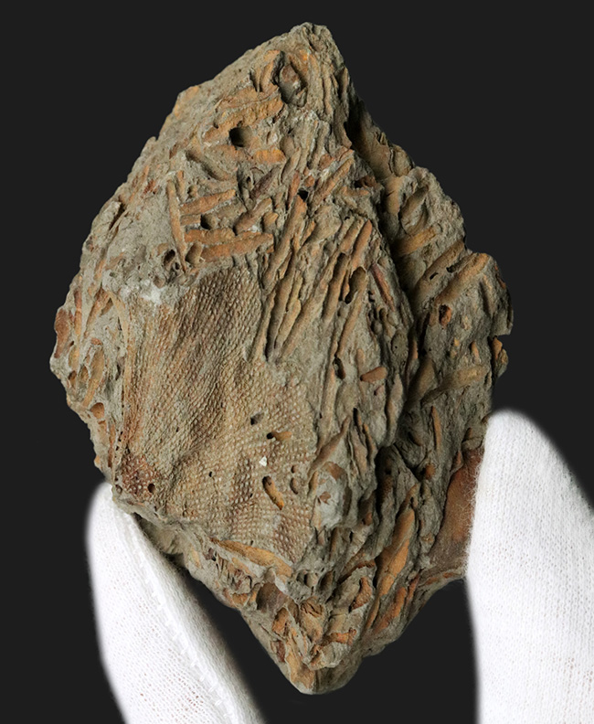 国産マニアックシリーズ！扇形の群体が美しい！宮城県のペルム紀の地層から発見されたコケムシ、フェネステラ（Fenestella）の化石（その1）