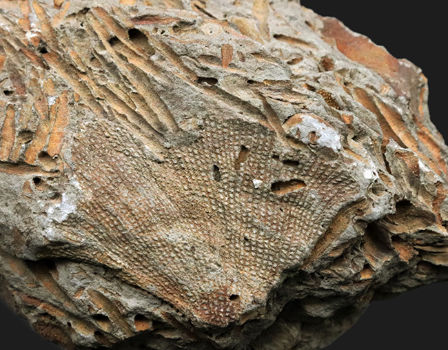 国産マニアックシリーズ！扇形の群体が美しい！宮城県のペルム紀の地層から発見されたコケムシ、フェネステラ（Fenestella）の化石（その3）