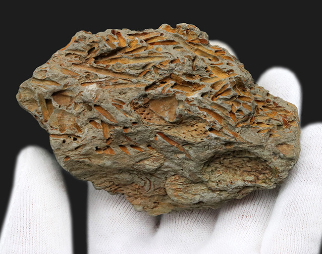 国産マニアックシリーズ！扇形の群体が美しい！宮城県のペルム紀の地層から発見されたコケムシ、フェネステラ（Fenestella）の化石（その4）