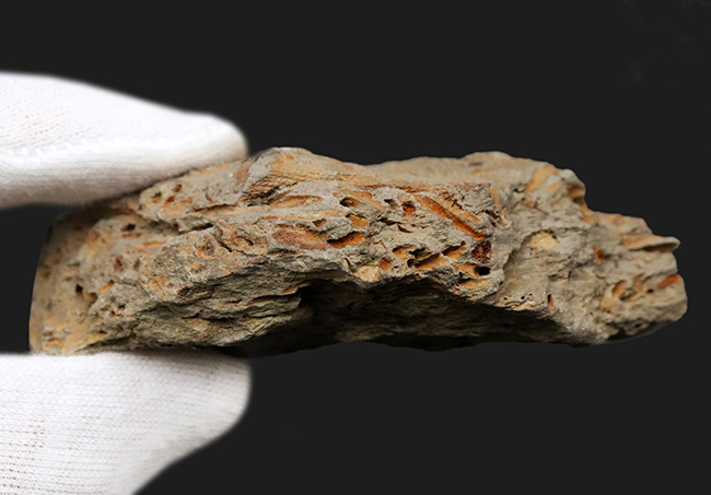 国産マニアックシリーズ！扇形の群体が美しい！宮城県のペルム紀の地層から発見されたコケムシ、フェネステラ（Fenestella）の化石（その5）