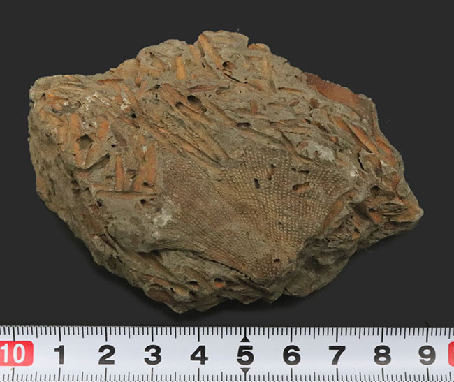 国産マニアックシリーズ！扇形の群体が美しい！宮城県のペルム紀の地層から発見されたコケムシ、フェネステラ（Fenestella）の化石（その6）