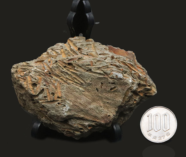 国産マニアックシリーズ！扇形の群体が美しい！宮城県のペルム紀の地層から発見されたコケムシ、フェネステラ（Fenestella）の化石（その7）