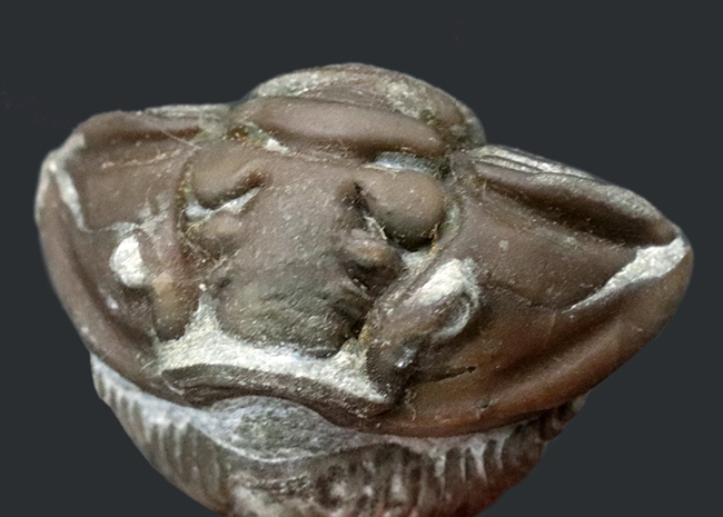 ザ・パックマンが久々に登場！米国オハイオ州産三葉虫、フレキシカリメネ・レトローサ（Flexicalymene retrorsa）のエンロール体勢の化石（その1）