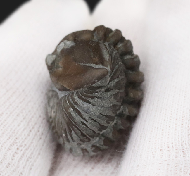 化石 三葉虫 Flexicalymene retrorsa Flexycalymene retrorsa trilobite - Flexicalymene
