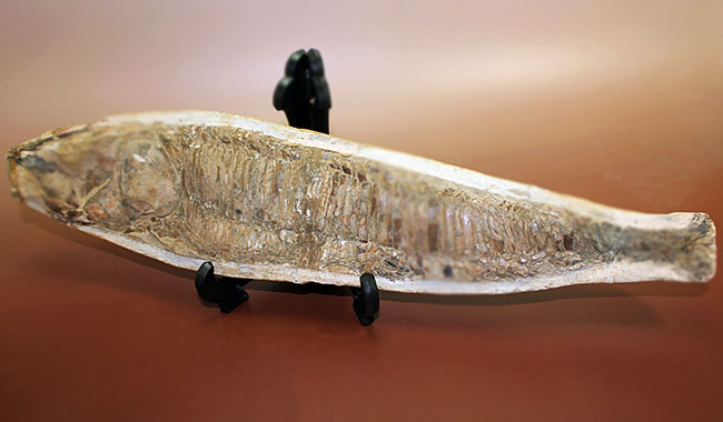 世界有数の化石の名産地、ブラジル・セアラ州サンタナ層産、中生代白亜紀の絶滅古代魚ビンクティフェルの全身化石(その1)