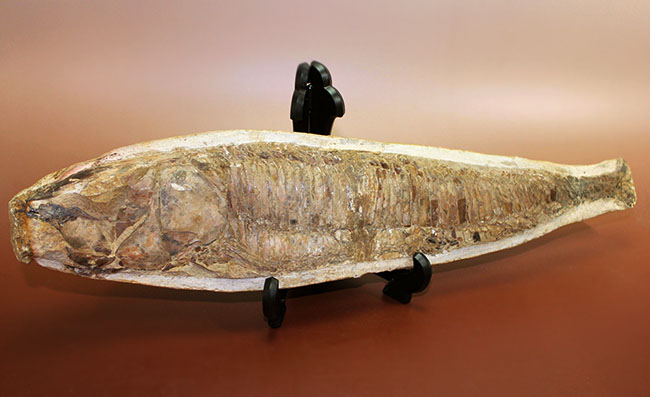 世界有数の化石の名産地、ブラジル・セアラ州サンタナ層産、中生代白亜紀の絶滅古代魚ビンクティフェルの全身化石(その10)