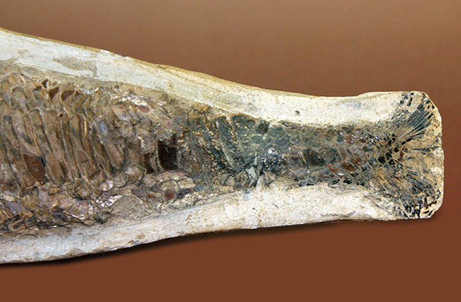 世界有数の化石の名産地、ブラジル・セアラ州サンタナ層産、中生代白亜紀の絶滅古代魚ビンクティフェルの全身化石（その11）