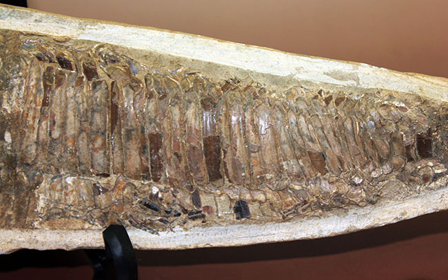 世界有数の化石の名産地、ブラジル・セアラ州サンタナ層産、中生代白亜紀の絶滅古代魚ビンクティフェルの全身化石(その12)