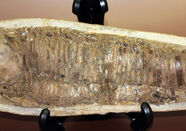 世界有数の化石の名産地、ブラジル・セアラ州サンタナ層産、中生代白亜紀の絶滅古代魚ビンクティフェルの全身化石(その13)