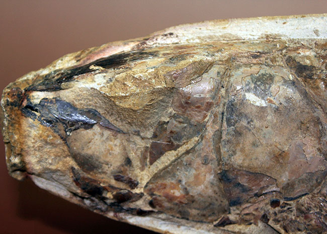 世界有数の化石の名産地、ブラジル・セアラ州サンタナ層産、中生代白亜紀の絶滅古代魚ビンクティフェルの全身化石(その2)