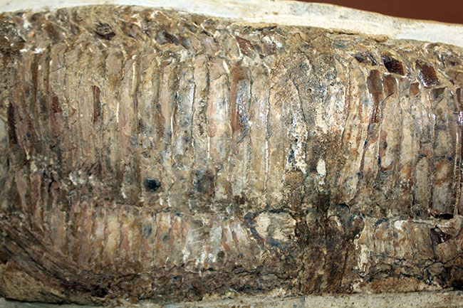 世界有数の化石の名産地、ブラジル・セアラ州サンタナ層産、中生代白亜紀の絶滅古代魚ビンクティフェルの全身化石（その3）