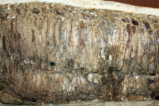 世界有数の化石の名産地、ブラジル・セアラ州サンタナ層産、中生代白亜紀の絶滅古代魚ビンクティフェルの全身化石(その3)
