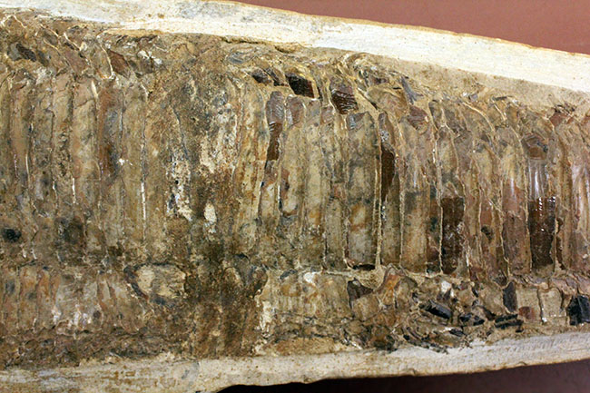 世界有数の化石の名産地、ブラジル・セアラ州サンタナ層産、中生代白亜紀の絶滅古代魚ビンクティフェルの全身化石(その4)