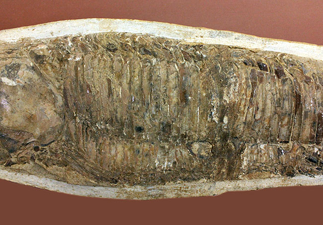 世界有数の化石の名産地、ブラジル・セアラ州サンタナ層産、中生代白亜紀の絶滅古代魚ビンクティフェルの全身化石（その5）