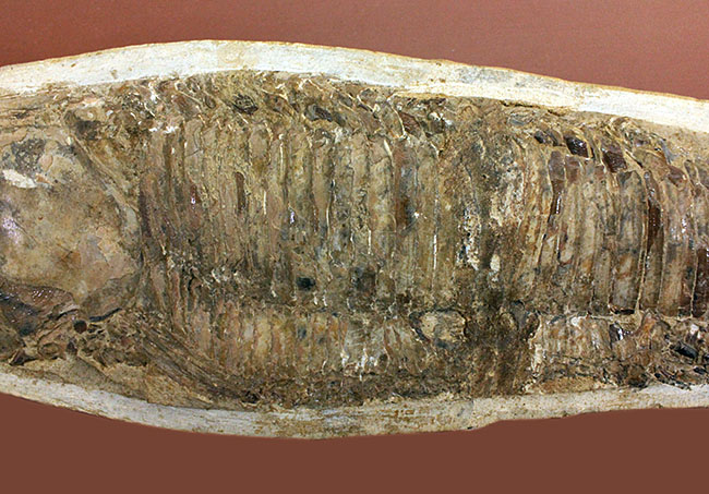 世界有数の化石の名産地、ブラジル・セアラ州サンタナ層産、中生代白亜紀の絶滅古代魚ビンクティフェルの全身化石(その5)