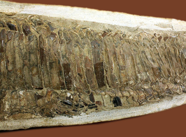 世界有数の化石の名産地、ブラジル・セアラ州サンタナ層産、中生代白亜紀の絶滅古代魚ビンクティフェルの全身化石（その6）