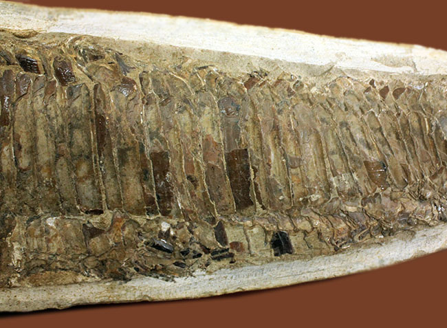 世界有数の化石の名産地、ブラジル・セアラ州サンタナ層産、中生代白亜紀の絶滅古代魚ビンクティフェルの全身化石(その6)