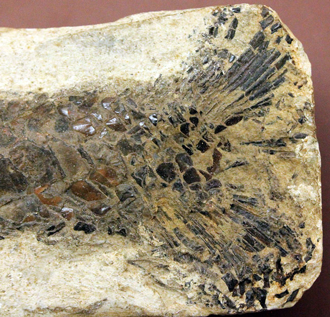 世界有数の化石の名産地、ブラジル・セアラ州サンタナ層産、中生代白亜紀の絶滅古代魚ビンクティフェルの全身化石（その7）