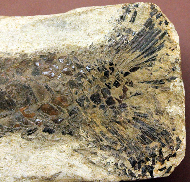 世界有数の化石の名産地、ブラジル・セアラ州サンタナ層産、中生代白亜紀の絶滅古代魚ビンクティフェルの全身化石(その7)