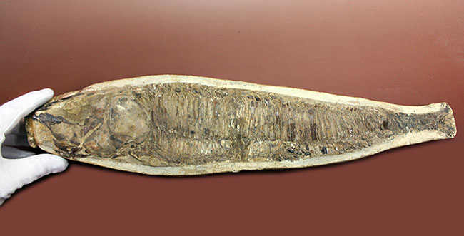 世界有数の化石の名産地、ブラジル・セアラ州サンタナ層産、中生代白亜紀の絶滅古代魚ビンクティフェルの全身化石（その8）