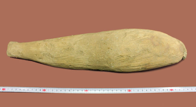 世界有数の化石の名産地、ブラジル・セアラ州サンタナ層産、中生代白亜紀の絶滅古代魚ビンクティフェルの全身化石(その9)