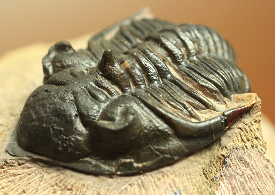 黒々としたボディに美しい光沢を備えた三葉虫メタカンティナ(Metacanthina issoumourensis)の良質標本（その5）