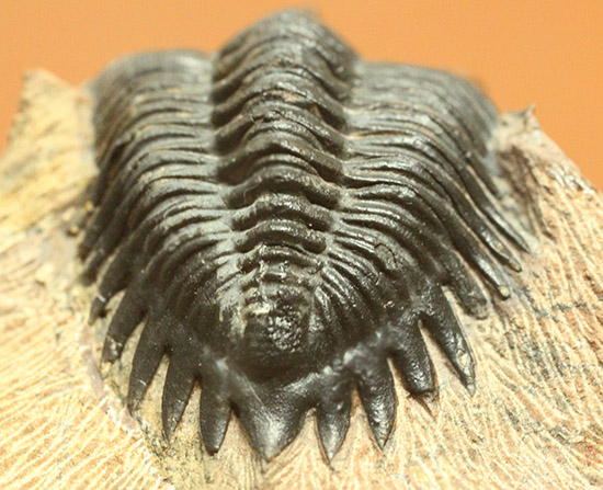 黒々としたボディに美しい光沢を備えた三葉虫メタカンティナ(Metacanthina issoumourensis)の良質標本（その7）
