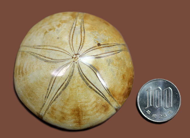 マニアックながら、密かな人気を博すマダガスカル産のウニの化石（その10）