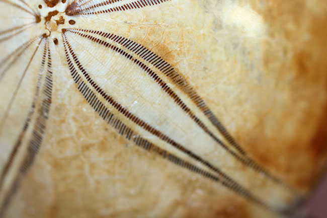 マニアックながら、密かな人気を博すマダガスカル産のウニの化石（その3）