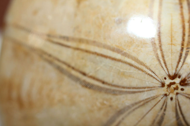 マニアックながら、密かな人気を博すマダガスカル産のウニの化石（その8）