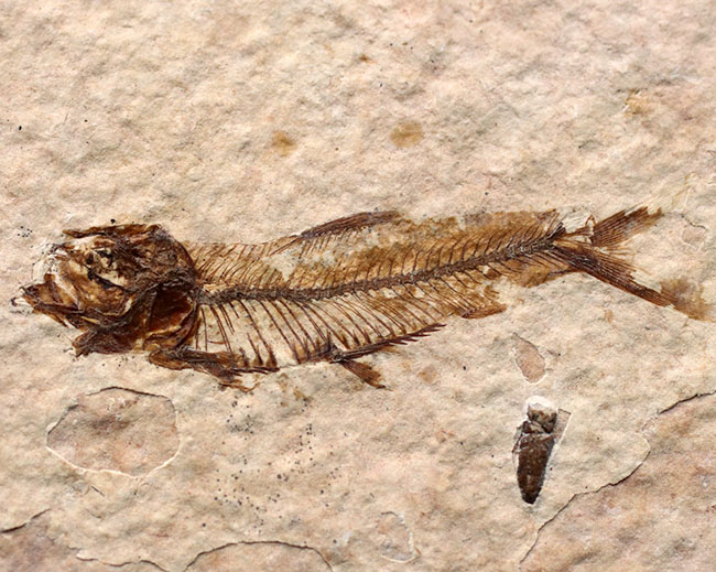 米国ワイオミング州を代表する化石、絶滅古代魚。ナイティア（Knightia eocaena）の全身化石（その1）