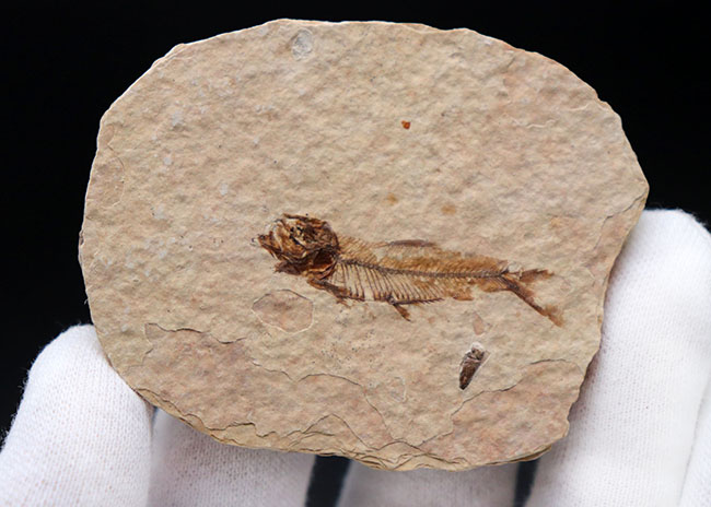 米国ワイオミング州を代表する化石、絶滅古代魚。ナイティア(Knightia eocaena)の全身化石(その2)