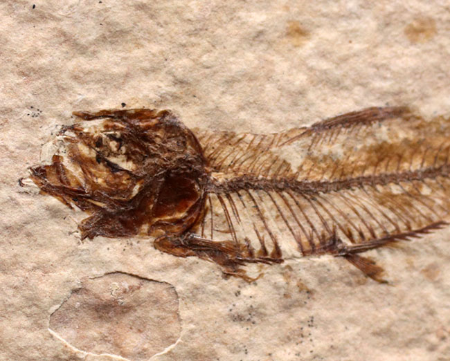 米国ワイオミング州を代表する化石、絶滅古代魚。ナイティア（Knightia eocaena）の全身化石（その3）