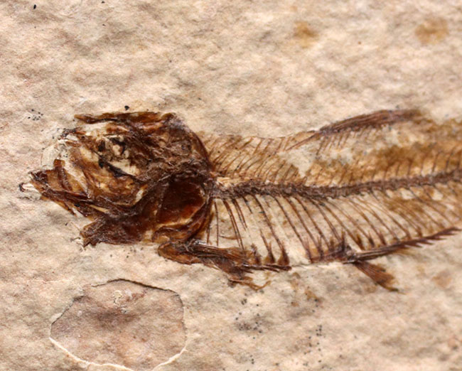 米国ワイオミング州を代表する化石、絶滅古代魚。ナイティア(Knightia eocaena)の全身化石(その3)