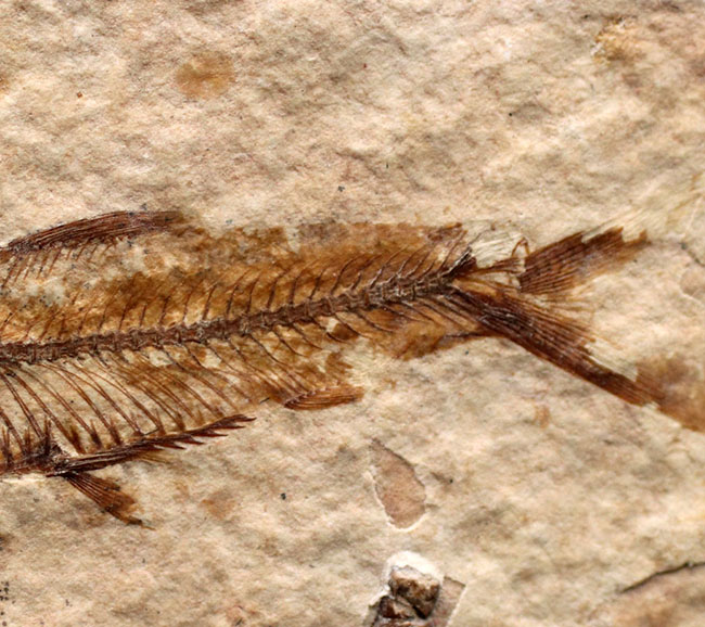 米国ワイオミング州を代表する化石、絶滅古代魚。ナイティア（Knightia eocaena）の全身化石（その4）