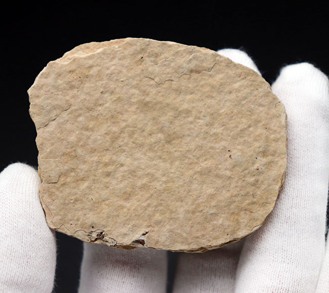 米国ワイオミング州を代表する化石、絶滅古代魚。ナイティア(Knightia eocaena)の全身化石(その5)