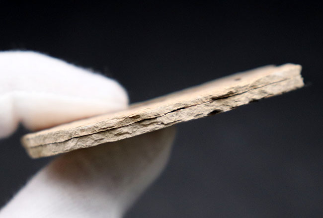 米国ワイオミング州を代表する化石、絶滅古代魚。ナイティア(Knightia eocaena)の全身化石(その7)