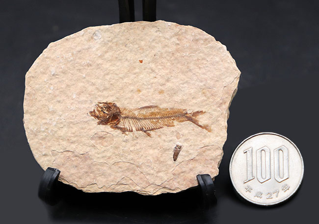 米国ワイオミング州を代表する化石、絶滅古代魚。ナイティア（Knightia eocaena）の全身化石（その8）