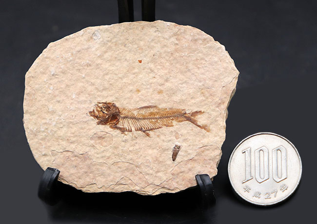 米国ワイオミング州を代表する化石、絶滅古代魚。ナイティア(Knightia eocaena)の全身化石(その8)