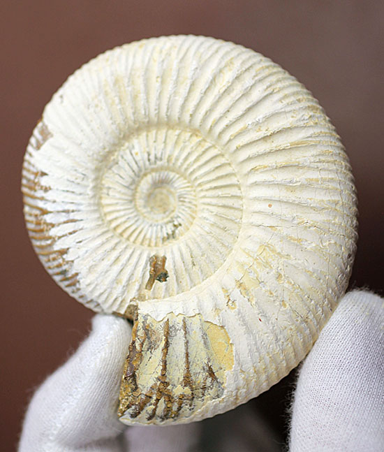 ジュラ紀示準化石アンモナイト、白い陶器質のペリスフィンクテス(Perisphinctes)(その1)