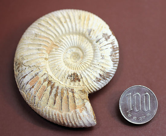 ジュラ紀示準化石アンモナイト、白い陶器質のペリスフィンクテス(Perisphinctes)(その11)