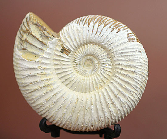 ジュラ紀示準化石アンモナイト、白い陶器質のペリスフィンクテス(Perisphinctes)（その2）