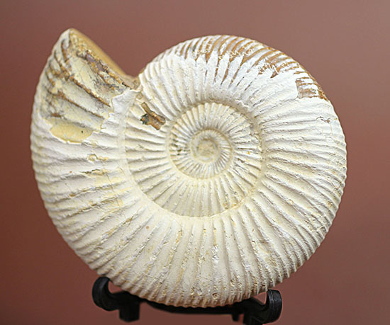ジュラ紀示準化石アンモナイト、白い陶器質のペリスフィンクテス(Perisphinctes)(その2)