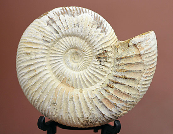 ジュラ紀示準化石アンモナイト、白い陶器質のペリスフィンクテス(Perisphinctes)（その3）