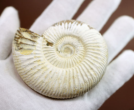 ジュラ紀示準化石アンモナイト、白い陶器質のペリスフィンクテス(Perisphinctes)(その6)