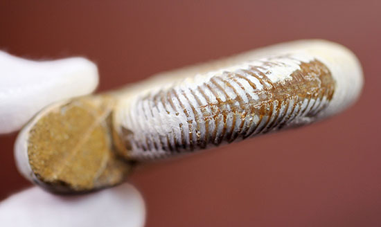 ジュラ紀示準化石アンモナイト、白い陶器質のペリスフィンクテス(Perisphinctes)（その7）